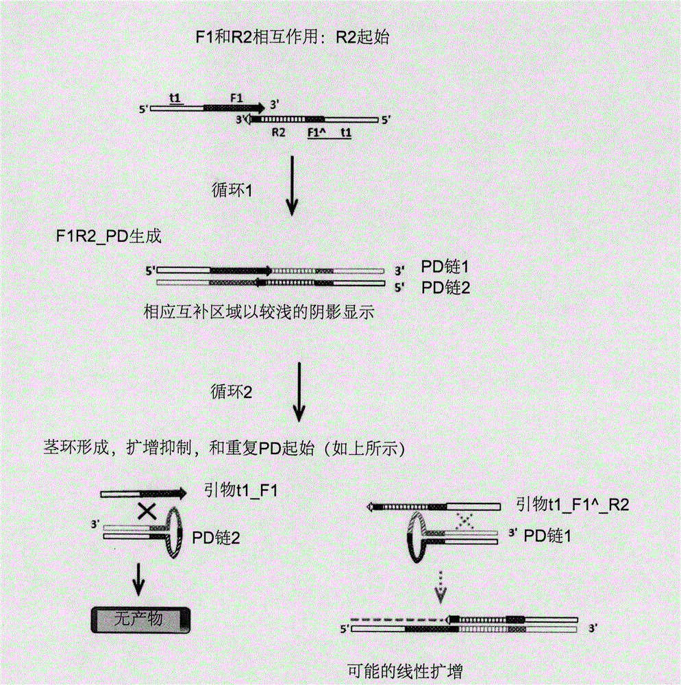 減少引物二聚體擴(kuò)增的方法與流程