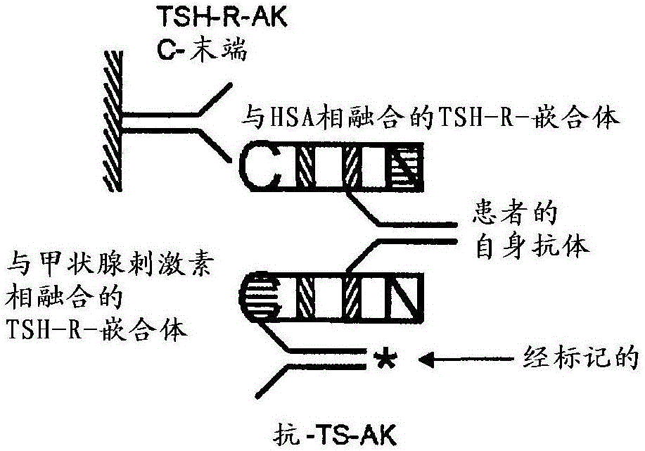 針對(duì)TSH受體的自身抗體的檢測(cè)的制作方法與工藝