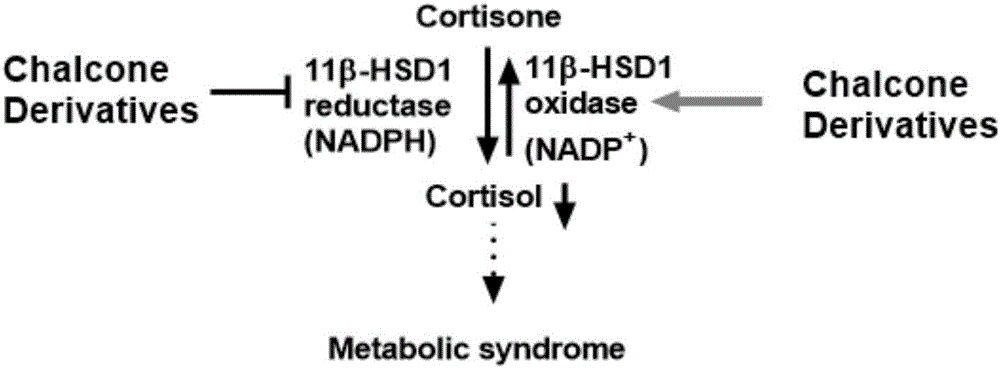 查尔酮衍生物及其在调节11β‑HSD1和代谢综合征防治中的应用的制作方法与工艺