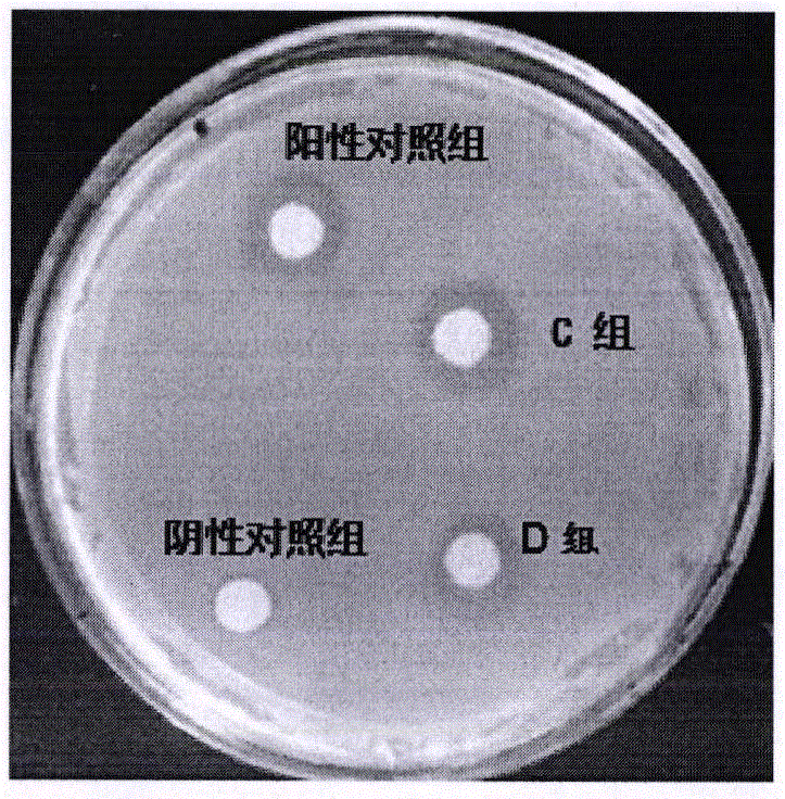 一種具有抗菌效果的梅花鹿角盤抗菌肽/蛋白及其應(yīng)用的制作方法與工藝