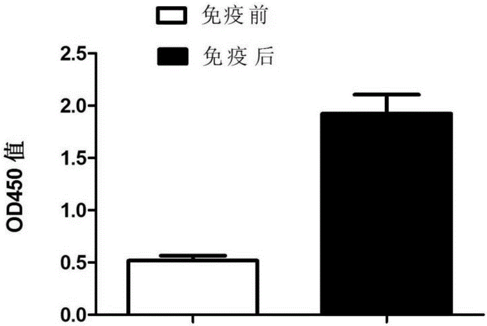 一種嗜麥芽窄食單胞菌外膜蛋白及其應(yīng)用的制作方法與工藝