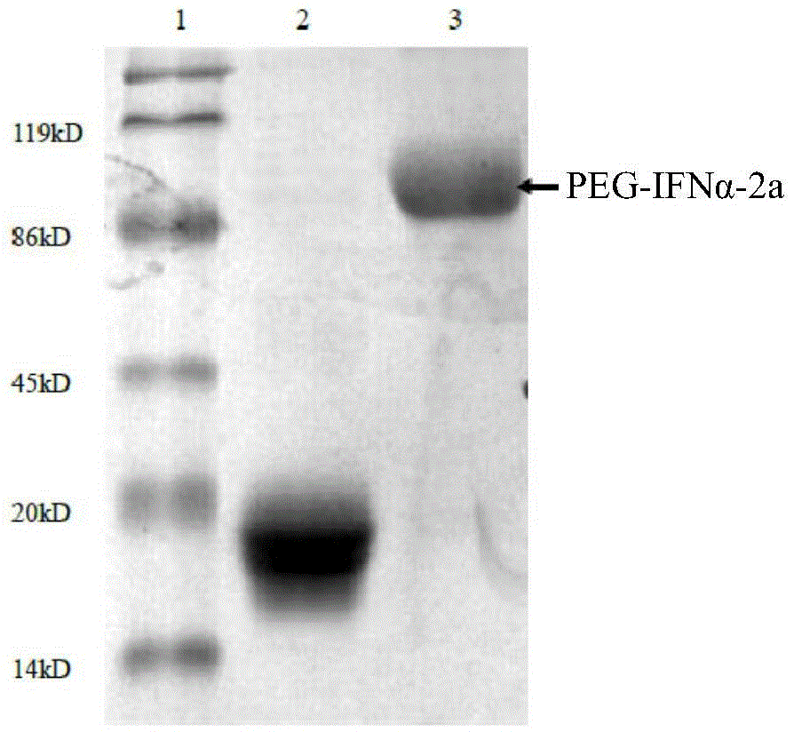 干扰素α缀合物的制作方法与工艺