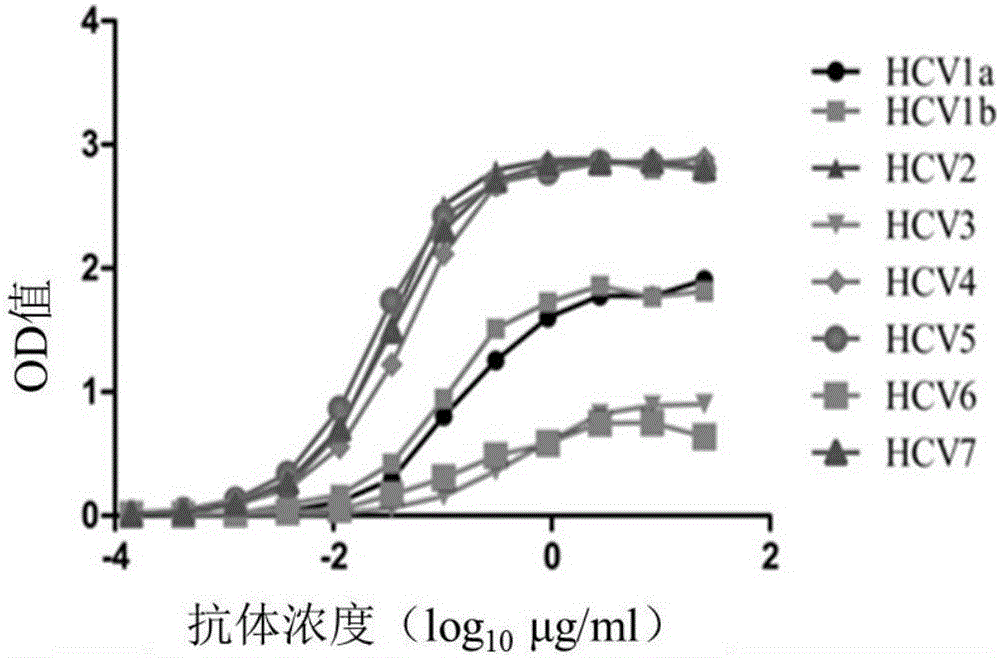 一种全人源抗HCV的中和抗体‑TRN1001的制作方法与工艺