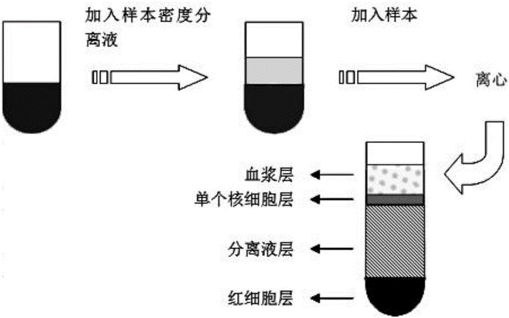 一种窄分布羟乙基淀粉及其应用的制作方法与工艺