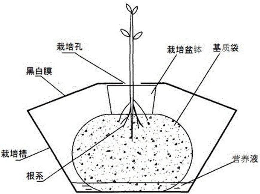 一種日光溫室精品西瓜的水培與基質培復合栽培種植方法與流程