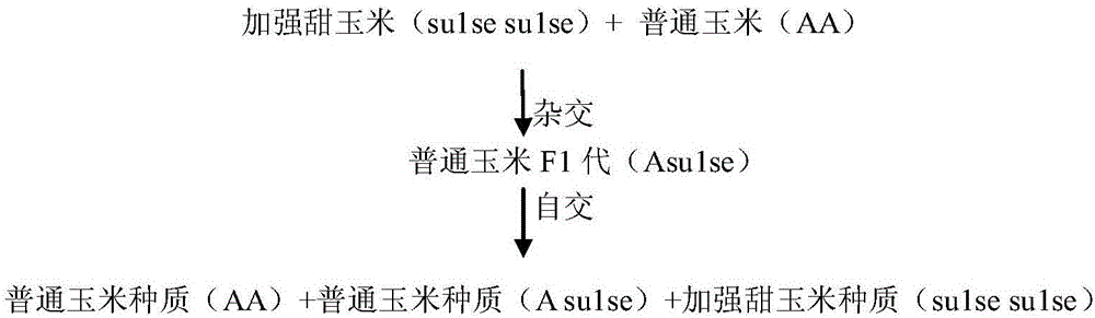 一种甜玉米种质保存及繁殖更新的方法与流程