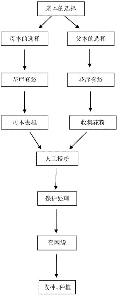 一种苜蓿回交育种方法与流程