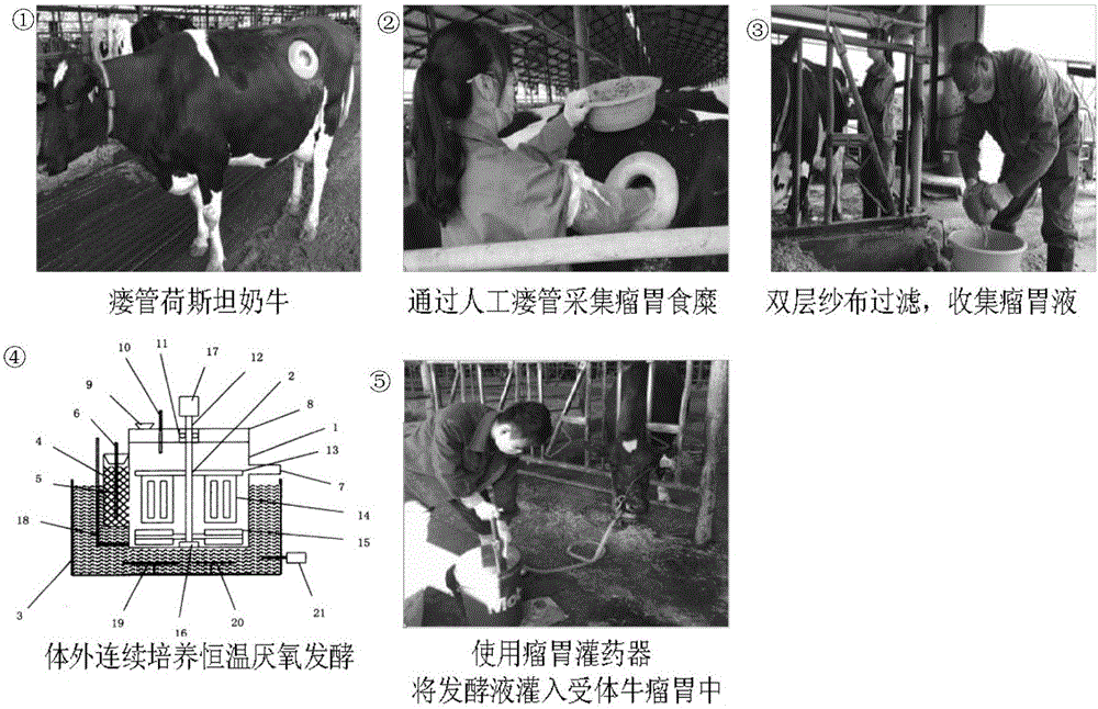 瘤胃菌群移植提高圍產(chǎn)后期奶牛采食量和產(chǎn)奶量的方法與流程