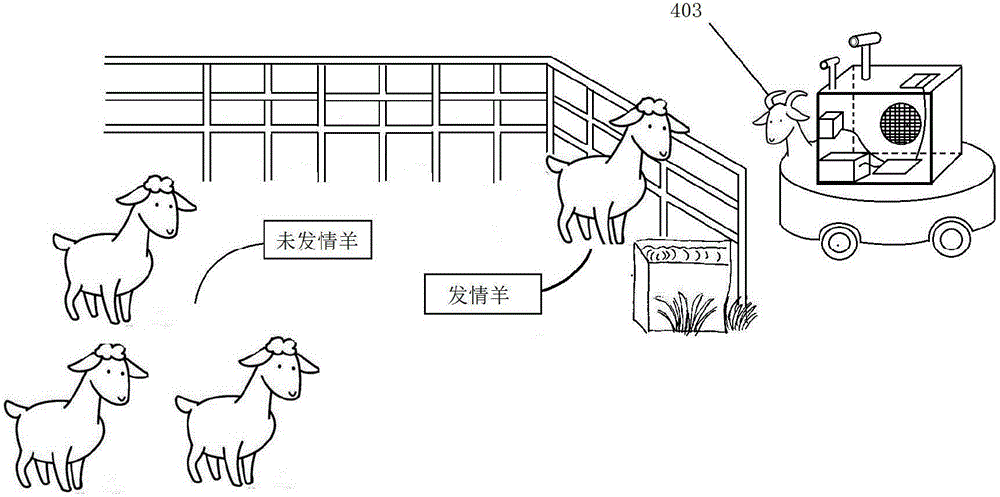 一种仿生学母羊查情/诱情装置及查情/诱情方法与流程