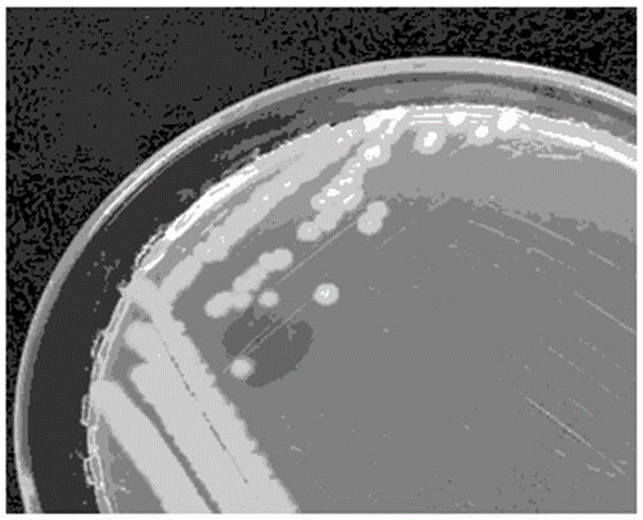 一种蜡样芽孢杆菌去除水中重金属锰的方法与流程