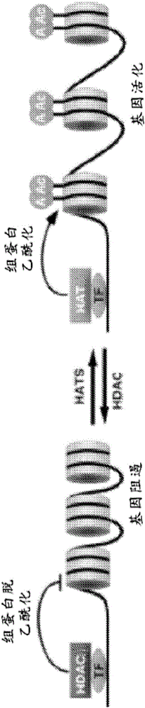 組蛋白乙酰轉(zhuǎn)移酶調(diào)節(jié)劑和其用途的制作方法與工藝