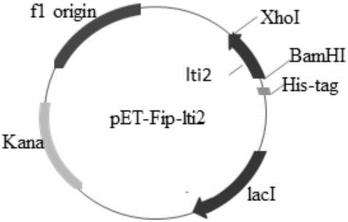 一種虎皮香菇免疫調(diào)節(jié)蛋白Fip?lti2及其制備方法和應(yīng)用與流程