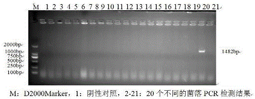 利用紅花懸浮細(xì)胞生產(chǎn)CD20抗體的方法與流程