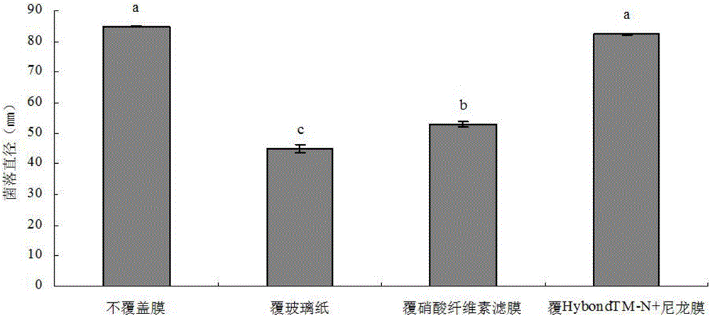 一種從固體培養(yǎng)基中提取荔枝霜疫霉菌卵孢子的便捷方法與流程