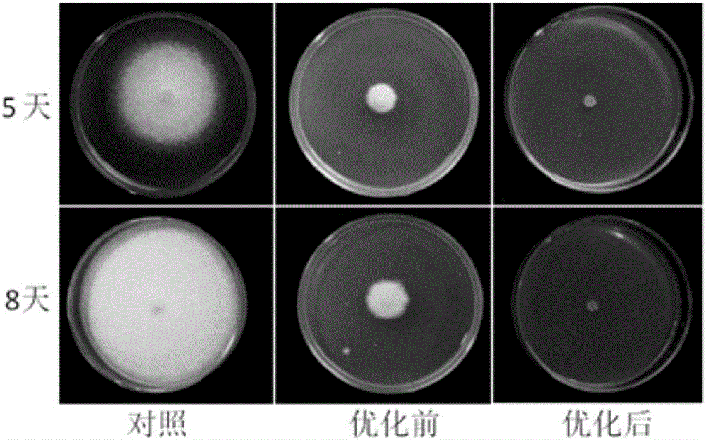 一種枯草芽孢桿菌BS01、其菌劑及其在抑制水果采后病原菌中的應用的制作方法與工藝