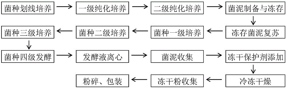 一種鼠李糖乳桿菌凍干粉的制備方法與流程