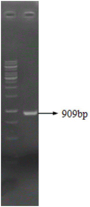 生产5‑氨基乙酰丙酸的谷氨酸棒杆菌工程菌株的制作方法与工艺