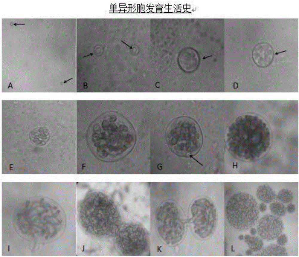 一種葛仙米異形胞嵌懸育種方法與流程