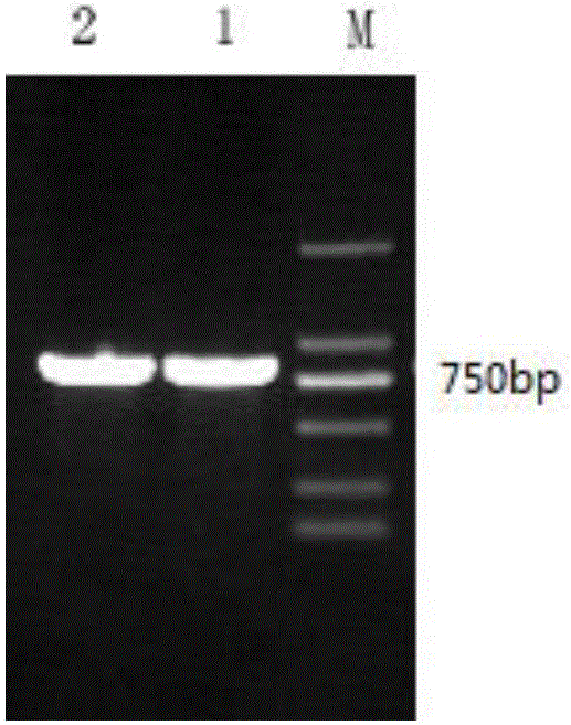 撒丁島梭菌7α?羥基類固醇脫氫酶突變體R194A的制作方法與工藝