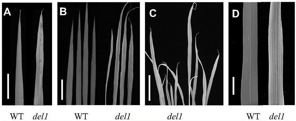 水稻果胶裂解酶前体编码基因DEL1及其用途的制作方法与工艺