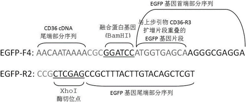 导致CD36缺失的CD36突变基因真核稳定表达细胞株的建立方法与流程