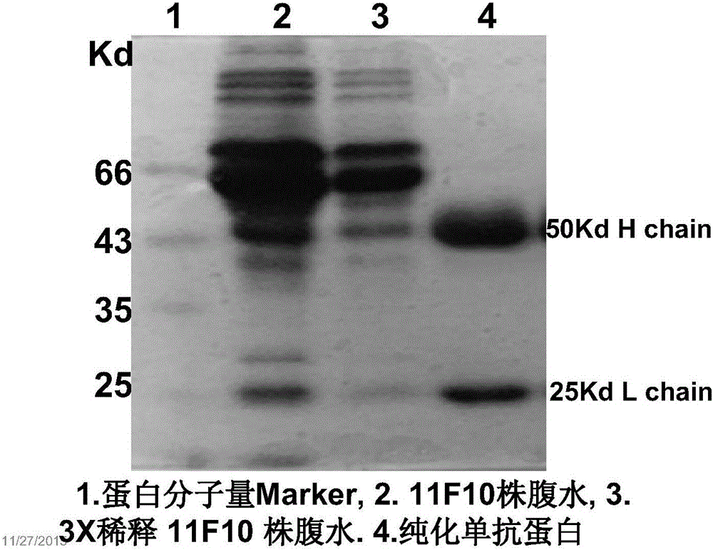 抗氟喹諾酮類藥物簇特異性單克隆抗體雜交瘤細(xì)胞株及其產(chǎn)生的單抗和應(yīng)用的制作方法與工藝