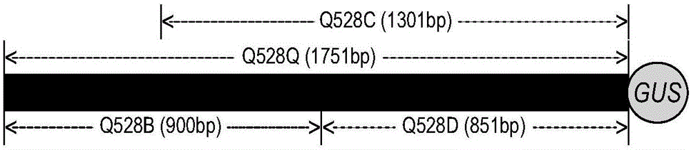 水稻MIR528基因啟動(dòng)子及其應(yīng)用的制作方法與工藝