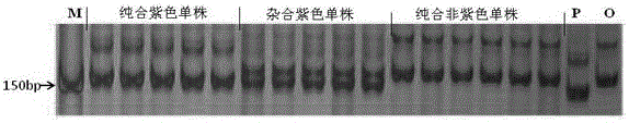 与大白菜紫色叶球基因BrPur连锁的分子标记的制作方法与工艺