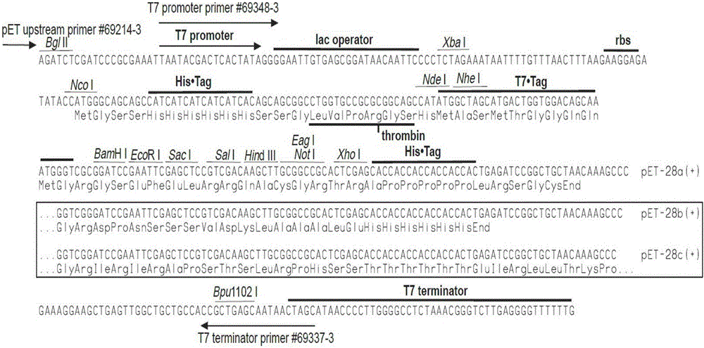 金錢魚黃體生成素LH基因、金錢魚LH重組蛋白及應(yīng)用的制作方法與工藝