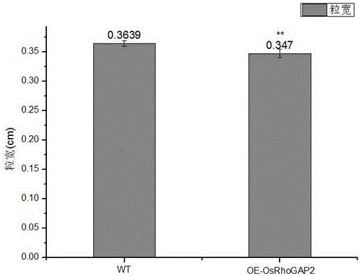 水稻OsRhoGAP2基因在改變水稻粒形中的應(yīng)用的制作方法與工藝