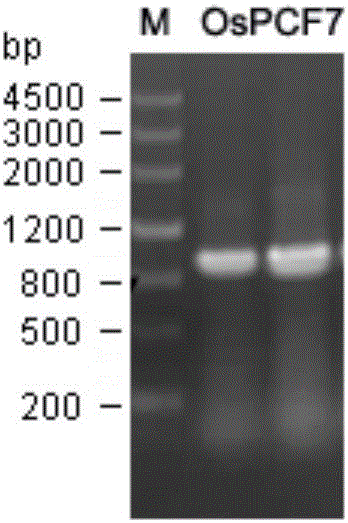 水稻OsPCF7基因在培育高分蘗水稻品種中的應(yīng)用的制作方法與工藝