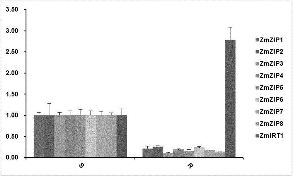 玉米锌铁调控转运体ZmZIP3基因及其应用的制作方法与工艺