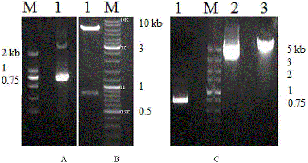 一种提高乙醇产率的酿酒酵母spt15定点饱和基因突变方法与流程