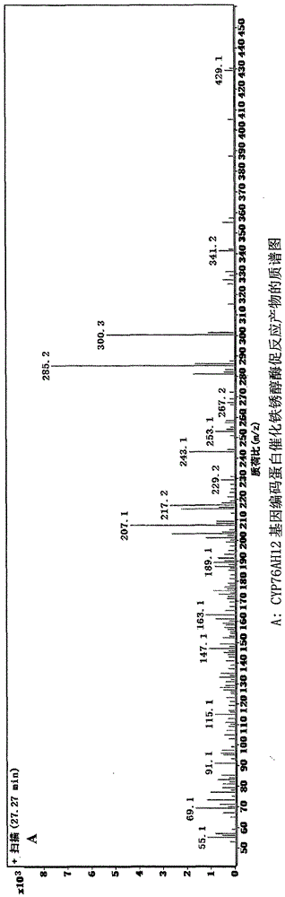 参与丹参酮类化合物生物合成的细胞色素P450基因CYP76AH12及其编码产物与应用的制作方法与工艺