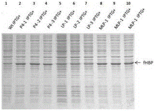 提高腦膜炎奈瑟菌fHBP蛋白表達的方法與流程