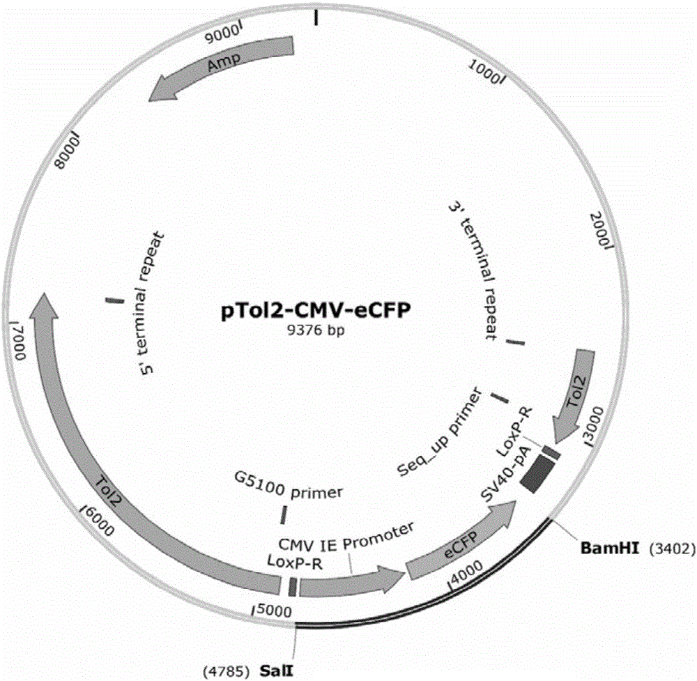 一種熱激誘導(dǎo)型 Cas9 酶轉(zhuǎn)基因斑馬魚的研制及應(yīng)用的制作方法與工藝