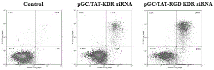 一種TAT?RGD?KDR siRNA融合基因載體及其構(gòu)建方法與應(yīng)用與流程