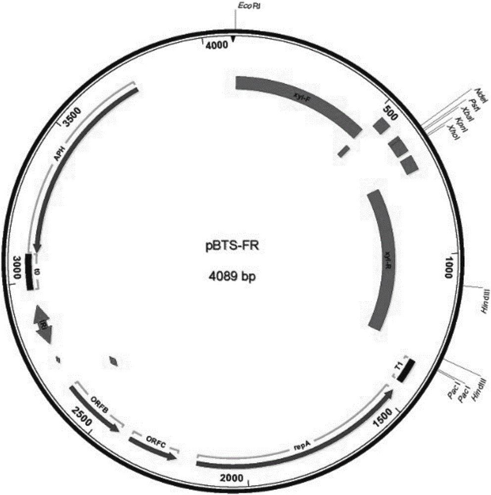 一種基于芽孢桿菌的無抗表達系統(tǒng)及構(gòu)建方法與流程