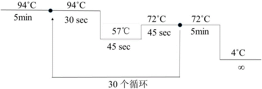 利用TaqI鑒定食管癌易感基因KRAS多態(tài)性的方法與流程