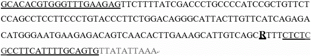 Wnt5a基因作为猪产仔数性状相关检测的分子标记的制作方法与工艺