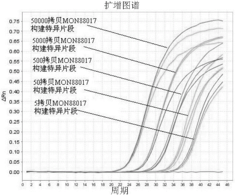 轉(zhuǎn)基因玉米MON88017構(gòu)建特異定量PCR精準檢測的引物組和探針及其方法與流程