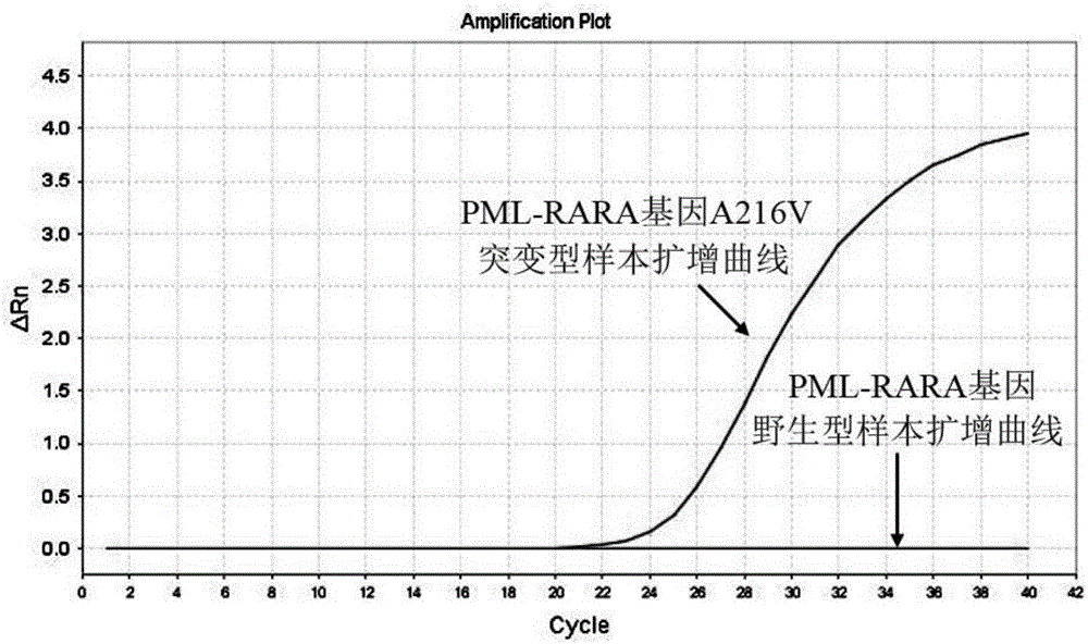基于双重扩增阻滞突变系统PCR检测PML‑RARA基因突变的引物、探针及应用的制作方法与工艺