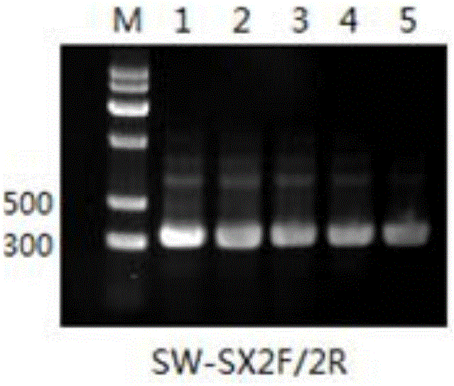 基于巢式PCR的桑椹缩小性菌核病病原菌早期快速检测方法与流程