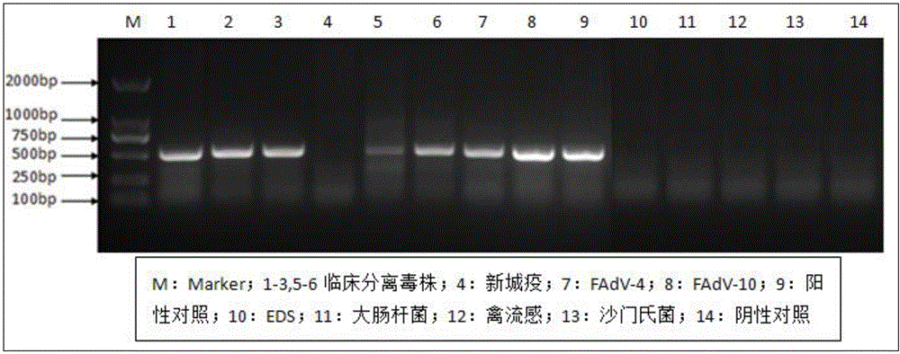 一種特異檢測Ⅰ群禽腺病毒PCR檢測試劑盒及其檢測方法與流程