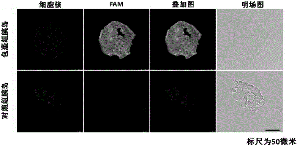 基于糖胺聚糖仿生細(xì)胞外基質(zhì)水凝膠作為胰島培養(yǎng)支架的制備方法與流程