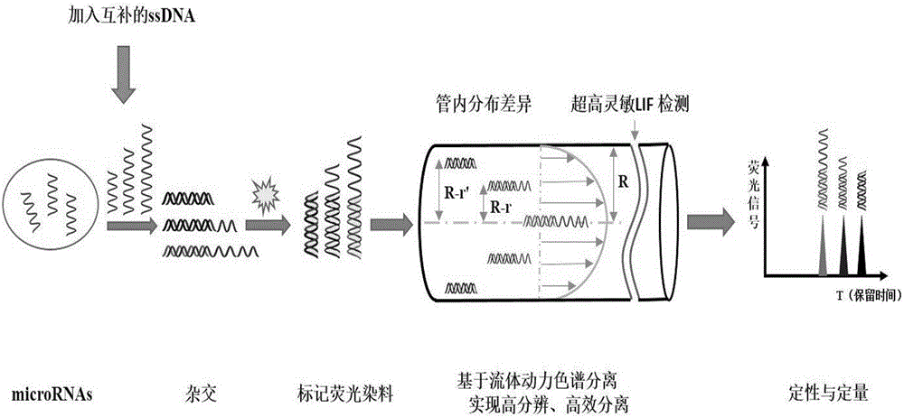 一種利用流體動力色譜同時分離檢測多組microRNA的方法與流程