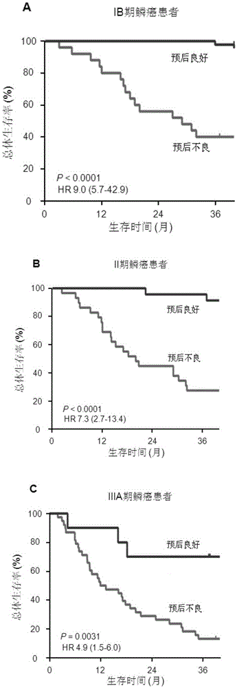 用于預測肺鱗癌患者預后的系統(tǒng)的制作方法與工藝