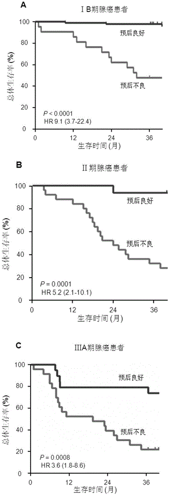 用于預(yù)測肺腺癌患者預(yù)后及判斷輔助化療獲益的系統(tǒng)的制作方法與工藝