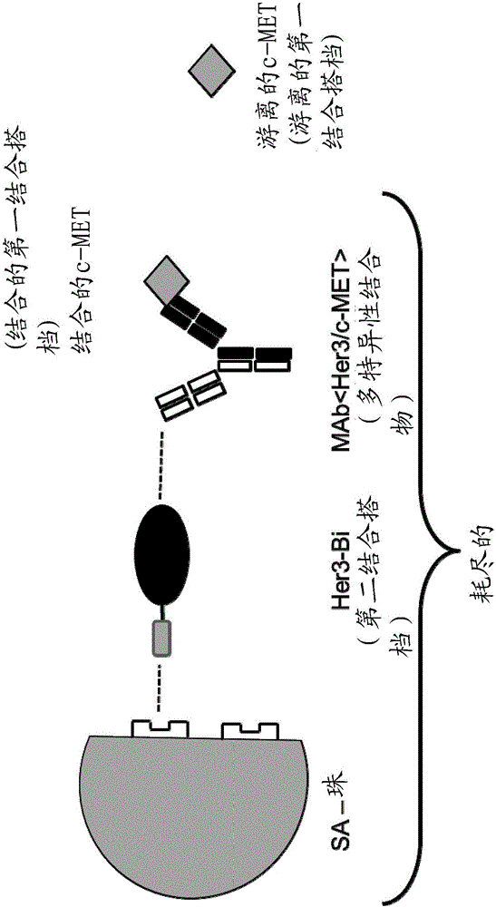 用于检测多特异性结合物的结合搭档的方法与流程