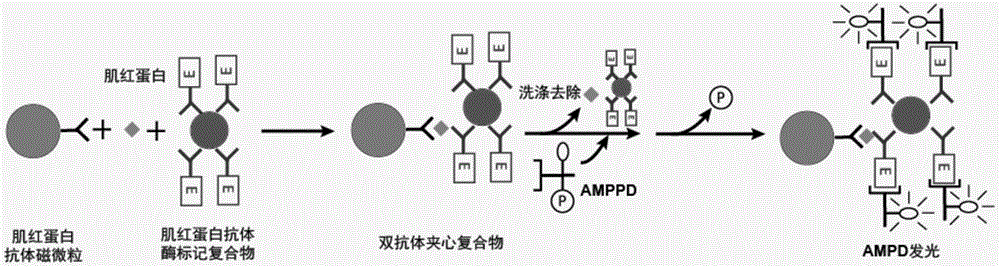 一种肌红蛋白单克隆抗体酶标记复合及其制备方法和检测试剂盒与流程